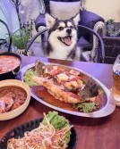 Raku Inu Bistro & Bar - 30 Pet-Friendly Cafes in Singapore to Visit With Your Four-Legge