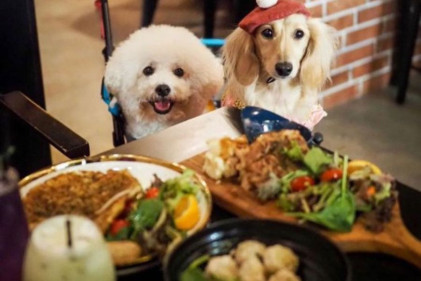 The Urban Hideout - 30 Pet-Friendly Cafes in Singapore to Visit With Your Four-Legge