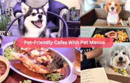 30 Pet-Friendly Cafes in Singapore to Visit With Your Four-Legge